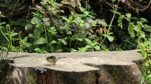 наблюдения в природе, кото тв