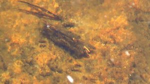 Жизнь маленьких существ