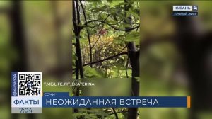 Туристка из Перми встретила медведя на тропе к Ачипсинским водопадам в Сочи