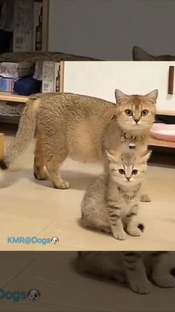 Синхронизированные кошки😂