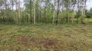 Новгородский район,д. Жабицы, участок 228, 30.06.2025