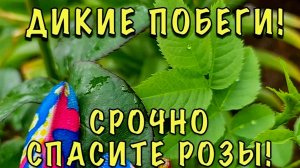 КАК ОТЛИЧИТЬ РОЗУ ОТ ШИПОВНИКА
