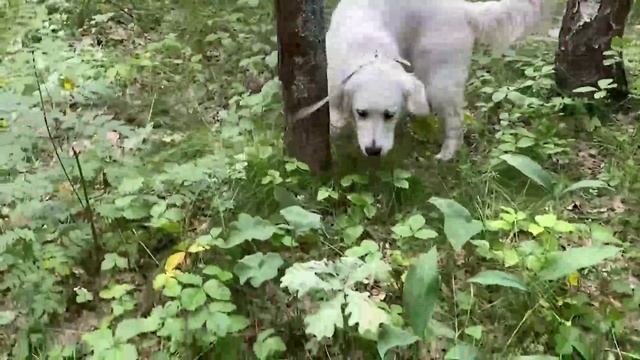 Гуляем с собакой в лесу (часть8)