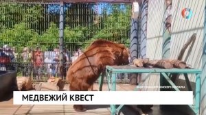 Медвежий квест