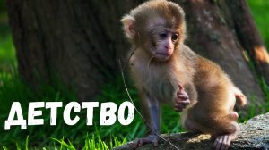 Малышка Саюри изучает мир. Японские макаки. Ленинградский зоопарк