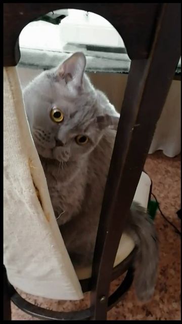 shorts_Бокс и котс