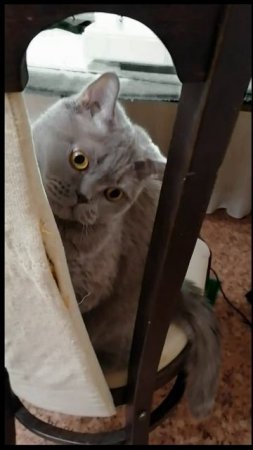 shorts_Бокс и котс