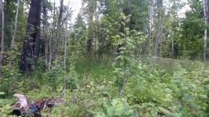 Нарвался на шершней