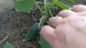Sadovyy ugolok. Первые огурчики.