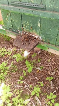 28 июня + 25 пчелки начали работать.