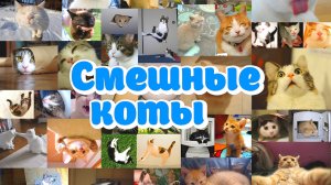 СМЕШНЫЕ КОТЫ! #2 ПРИКОЛЫ С КОТАМИ! СМЕШНЫЕ ЖИВОТНЫЕ!