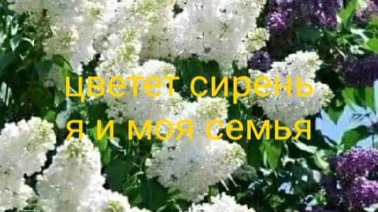 Цветет сирень