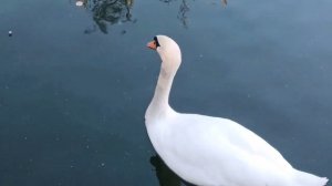 ФОНТАНЫ ЦВЕТНЫЕ ТАНЦУЮЩИЕ, ПТИЦЫ, ЦВЕТЫ ,city🏙️🌃🖼️SKETHES spring PARK🏞️🌄🏞️ГОРОДСКИЕ зарисовки
