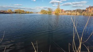 Домашний водоём.Судаки в маленьком пруду.