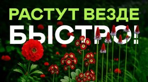 Это Самые Быстрорастущие Многолетники Для Вашего Сада! Посадил И Забыл