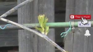 Нужно ли поливать виноград весной