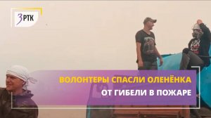 Волонтеры спасли оленёнка от гибели в пожаре