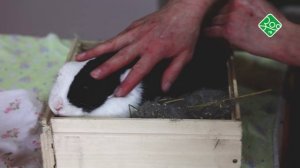 Они такие домашние. Анонс. Канал ЗОО ТВ