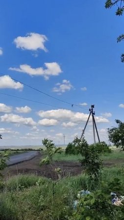 Комар попался в ловушку и пытается выбраться