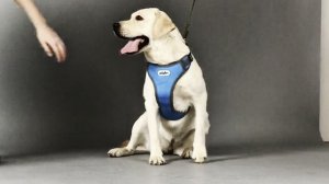 MiloPets — это не просто магазин для животных…