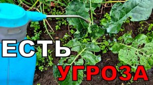 Останусь без капусты. Кто съел весь алиссум? Эффективность обработки на 100 процентов (1)