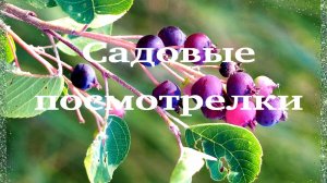 Садовые посмотрелки. 🌿