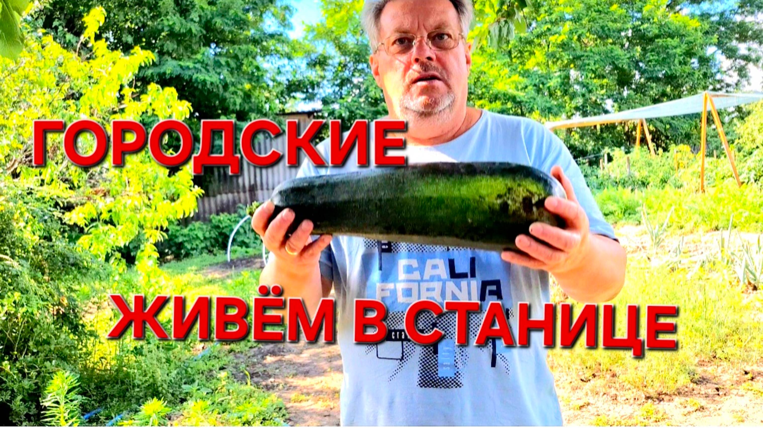 575 🏠 Живём в станице на юге. Набиваются в друзья теперь.Растут понемногу.Что с ними случилось?