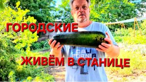 575 🏠 Живём в станице на юге. Набиваются в друзья теперь.Растут понемногу.Что с ними случилось?