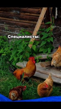 дада специалисты топчик