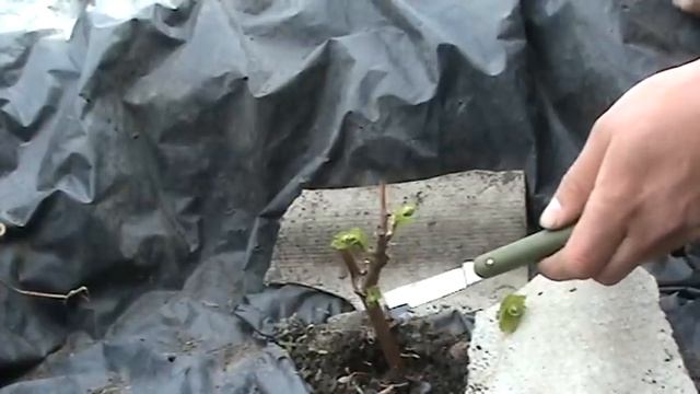Виноград. Формировка молодого куста весной