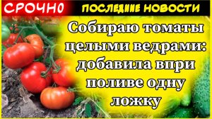 Кормлю в июле помидоры содой - и уже 3 года собираю томаты целыми ведрами с каждого кустика