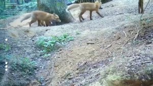 🦊Три лисёнка играют с шишкой в лесу в Новой Москве🦊