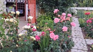 Розы, ромашки, виолы. Хороший день на даче.