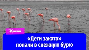 Снежная буря застала фламинго на пляжах аргентинского города Пуэрто-Мадрин