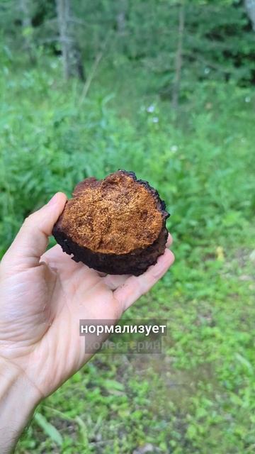 впитает всю хворь смотреть онлайн