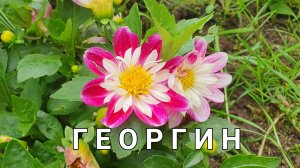 Георгины бывают карликовые