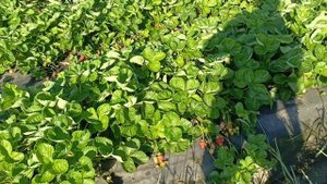 Сколько можно собрать клубники с 1000 кустов или с 2.5 сотки, итоги нашего ягодного сезона