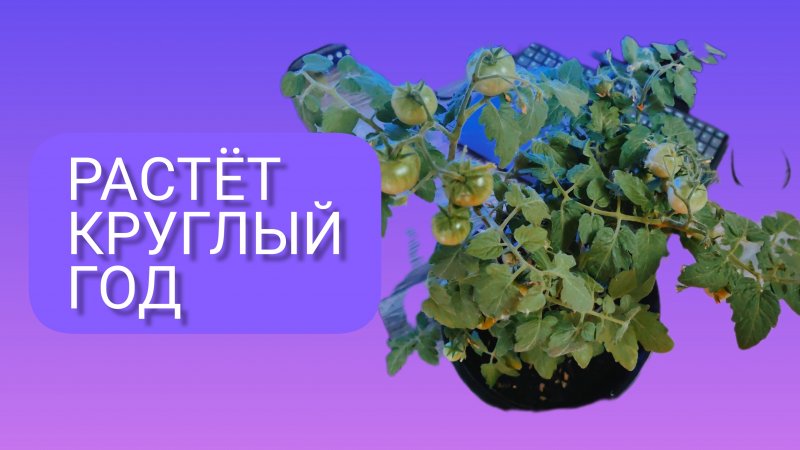 Томаты для Балконов,окон,зимних садов!!!
