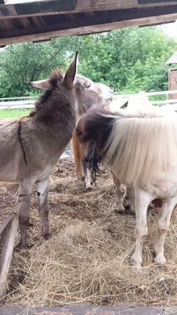 🐎 семейство лошадок и один ослик