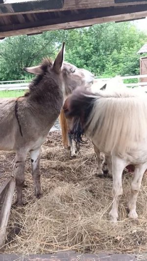 🐎 семейство лошадок и один ослик