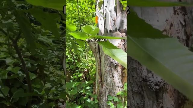 В МИРЕ ЖИВОТНЫХ С НИКОЛАЕМ ВАСИЛЕНКО