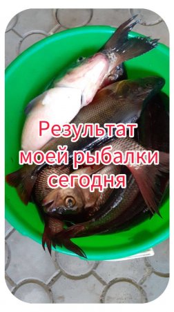 Результ моей рыбалки сегодня