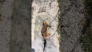 подборка смешных котиков