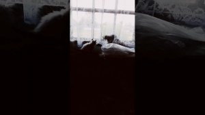 HwVideoEditor_2025_06_30_112455274.mp4