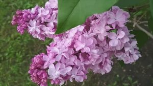 сирени LILAC CYRINGA L СИРЕНЬ симметрии красоты жизнь ПЧЕЛЫ -дорога цветов ,СИРЕНИ