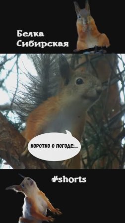 Белка промокла под дождем