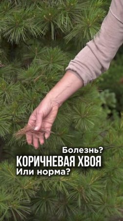 Коричневая хвоя у сосен! Это болезнь?😬