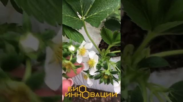 Как отличить опыленные цветки земляники садовой от неопыленных?