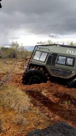 Засадили гибрида