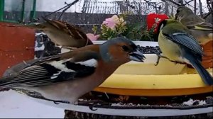 Столовая для Птиц (09.04.2025 года)